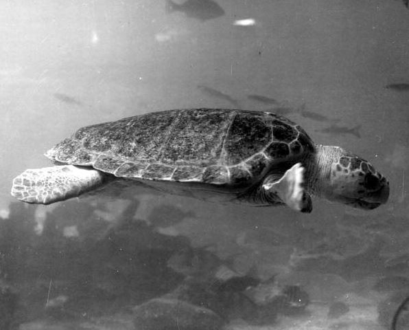 Turtling In Florida by J.M. Murphy (Outing, Vol 17, 1891)